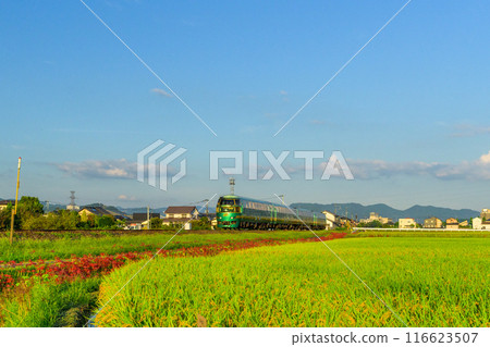 The red spider lilies and the Yufuin Forest Train stand out against the backdrop of beautiful autumn weather in the countryside. JR Kyushu Kyudai Main Line (Yoshii-cho, Ukiha City) The red spider lilies and the Yufuin Forest Train stand out against the backdrop of beautiful autumn weather in the countryside. JR Kyushu Kyudai Main Line (Yoshii-cho, Ukiha City) 116623507