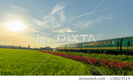 The red spider lilies and the Yufuin Forest Train stand out against the backdrop of beautiful autumn weather in the countryside. JR Kyushu Kyudai Main Line (Yoshii-cho, Ukiha City) 116623514