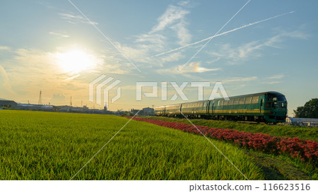 紅蜘蛛百合和湯布院之森列車在秋日的田園風光中顯得格外醒目。 116623516