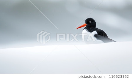 Oystercatcher on sand. Generative AI 116623562