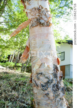 Birch tree with peeling bark Birch tree with peeling bark 116623716