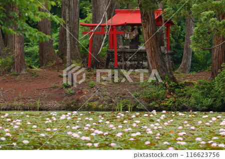 新潟縣南魚沼市小栗山、神原公園的大松池、弁天島弁天神社的朱紅色鳥居和水面上的睡蓮 新潟縣南魚沼市小栗山、神原公園的大松池、弁天島弁天神社的朱紅色鳥居和水面上的睡蓮 116623756