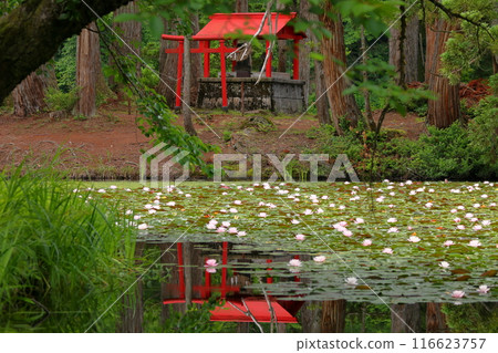 新潟縣南魚沼市小栗山、神原公園的大松池、弁天島弁天神社的朱紅色鳥居和水面上的睡蓮 新潟縣南魚沼市小栗山、神原公園的大松池、弁天島弁天神社的朱紅色鳥居和水面上的睡蓮 116623757