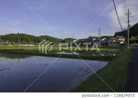 Paddy fields after rice planting, Japanese rural area in summer Paddy fields after rice planting, Japanese rural area in summer 116624053
