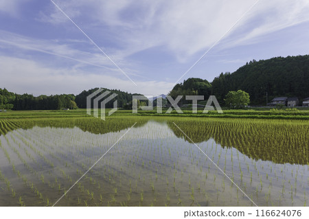 Paddy fields after rice planting, Japanese rural area in summer 116624076