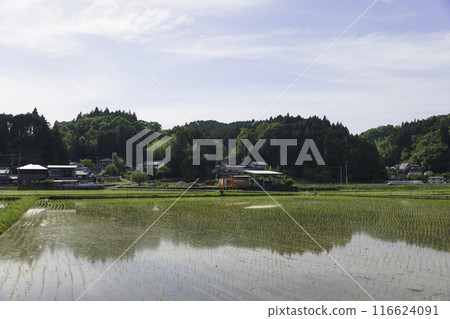 Paddy fields after rice planting, Japanese rural area in summer 116624091