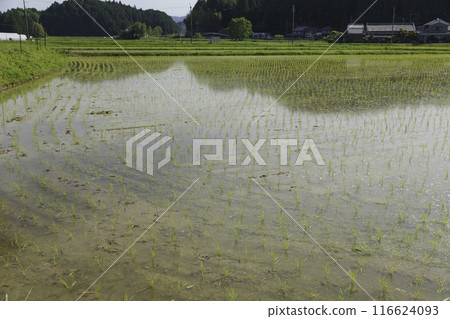 Paddy fields after rice planting, Japanese rural area in summer Paddy fields after rice planting, Japanese rural area in summer 116624093
