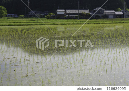Paddy fields after rice planting, Japanese rural area in summer Paddy fields after rice planting, Japanese rural area in summer 116624095