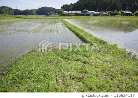 Paddy fields after rice planting, Japanese rural area in summer Paddy fields after rice planting, Japanese rural area in summer 116624117