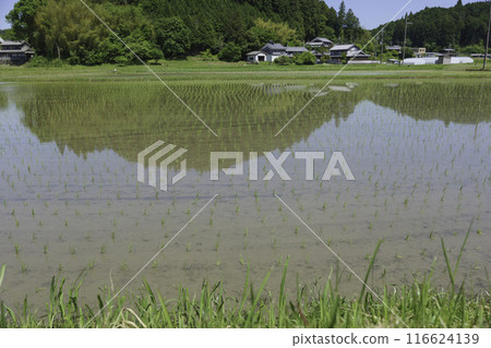 日本鄉村夏季水稻種植後的稻田 日本鄉村夏季水稻種植後的稻田 116624139