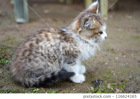 Very Cute Little Kitten 116624165