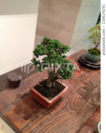 植物 植物學 植物的 116624291