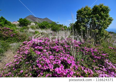 Miyamakirishi blooming in the Kirishima mountain range Miyamakirishi blooming in the Kirishima mountain range 116624371