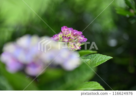 Hydrangea flowers wet in the rain 116624976