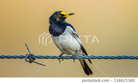 Black-collared Starling. Generative AI 116625160