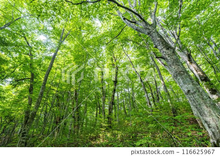 Summer Izu-numa Swamp, Path to Swamps, Beech Forest, Towada City, Aomori Prefecture 116625967