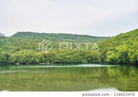 夏天的蔦沼，青森郡十和田市蔦沼展望台的清晨景色 116625978