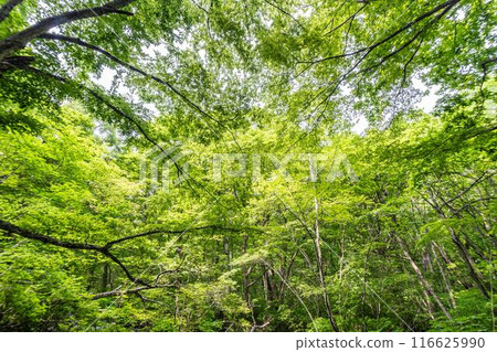 Summer Oirase Gorge, Sunlight filtering through the trees, Towada City, Aomori Prefecture Summer Oirase Gorge, Sunlight filtering through the trees, Towada City, Aomori Prefecture 116625990