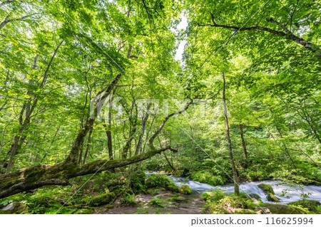 Summer Oirase Gorge, Ishigedo Rapids, Towada City, Aomori Prefecture 116625994