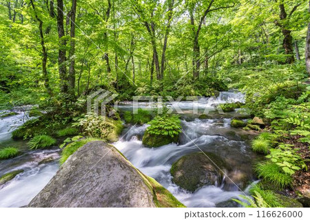 青森縣十和田市石角之莊夏季的奧入瀨溪流 116626000