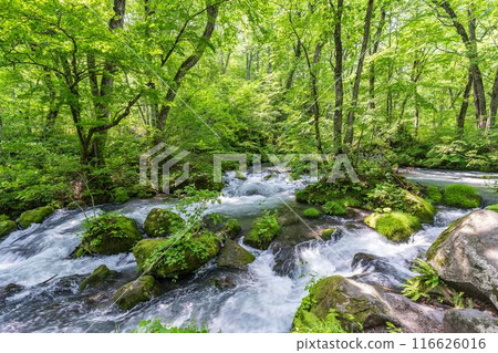 Summer Oirase Stream Asura Stream Towada City, Aomori Prefecture Summer Oirase Stream Asura Stream Towada City, Aomori Prefecture 116626016