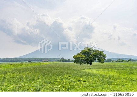岩手縣八幡平市青神坊牧野夏季的孤櫻 116626030