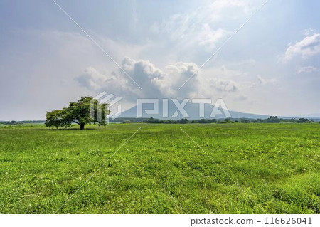 岩手縣八幡平市青神坊牧野夏季的孤櫻 116626041