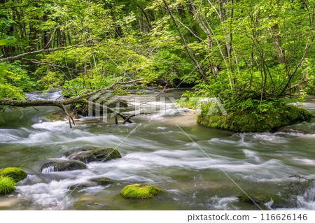 夏季奧入瀨青森縣十和田市慶隆三郎之路 116626146