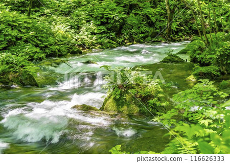 Oirase Gorge in Summer: The flow of the Oirase River, Towada City, Aomori Prefecture 116626333
