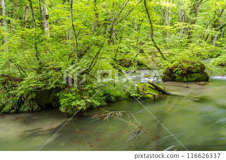 Summer Oirase Gorge, Tobikin Stream, Towada City, Aomori Prefecture 116626337