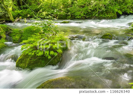 Summer Oirase Gorge, Ishigedo Rapids, Towada City, Aomori Prefecture Summer Oirase Gorge, Ishigedo Rapids, Towada City, Aomori Prefecture 116626340