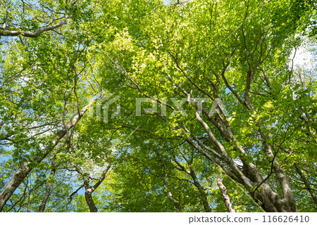 Dazzling fresh green 116626410