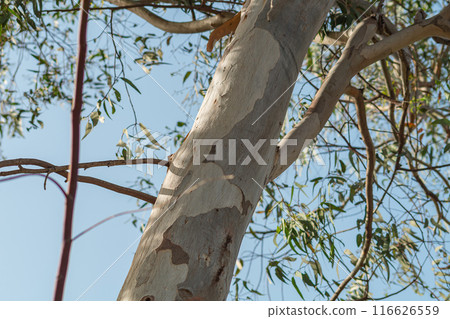 The sloping trunk of a eucalyptus tree with characteristic peeling pieces of bark against a background of branches and leaves and a light sky blue. Unique species of endemic plants. 116626559