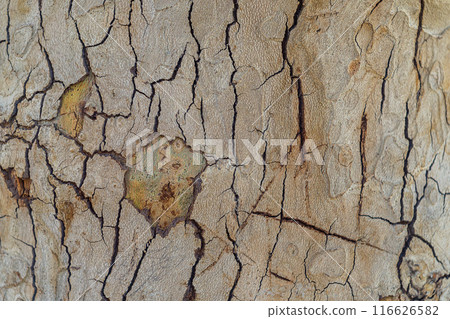Deep cracks in the outer surface of the bark of the Platanus orientalis tree close-up. Artistic natural backgrounds in nature for use in artworks Deep cracks in the outer surface of the bark of the Platanus orientalis tree close-up. Artistic natural backgrounds in nature for use in artworks 116626582