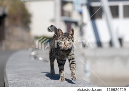 貓咪在路堤上行走 貓咪在路堤上行走 116626729