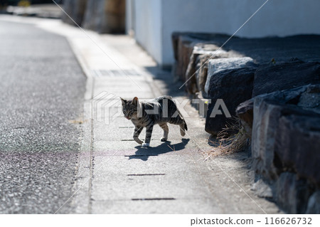 行走的貓 Kijitora 白色 行走的貓 Kijitora 白色 116626732