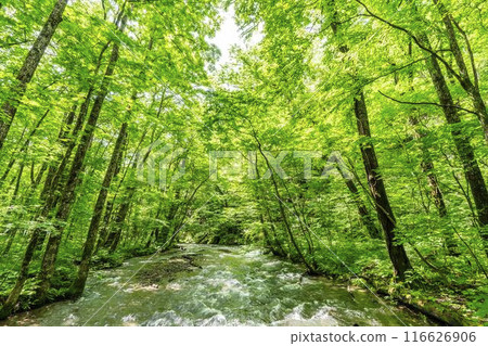 Oirase Gorge in Summer: The flow of the Oirase River, Towada City, Aomori Prefecture 116626906