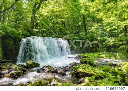 Summer Oirase Stream Choshi Otaki Towada City Aomori Prefecture 116626907