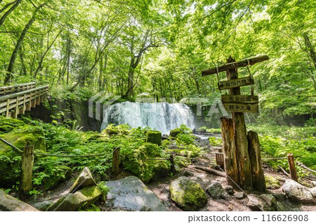 Summer Oirase Stream Choshi Otaki Towada City Aomori Prefecture 116626908