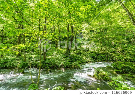 Oirase Gorge in Summer: The flow of the Oirase River, Towada City, Aomori Prefecture 116626909