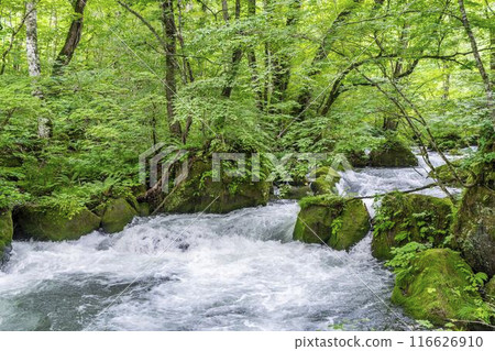Summer Oirase Stream Asura Stream Towada City, Aomori Prefecture 116626910