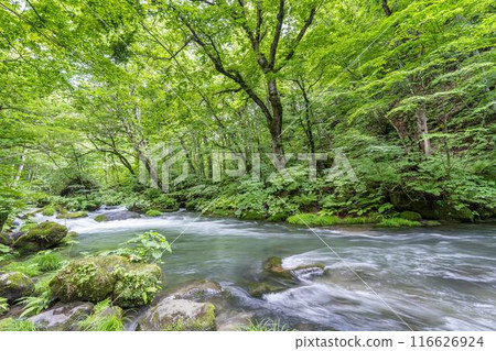 青森縣十和田市石角之莊夏季的奧入瀨溪流 116626924