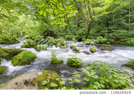 青森縣十和田市石角之莊夏季的奧入瀨溪流 116626929