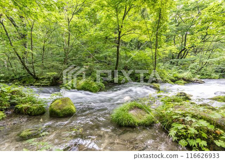青森縣十和田市石角之莊夏季的奧入瀨溪流 青森縣十和田市石角之莊夏季的奧入瀨溪流 116626933