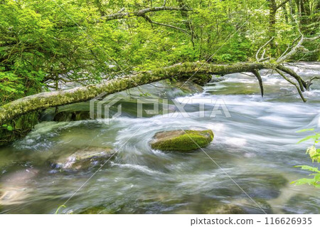 Summer Oirase Keiryu Sanran no Ie Towada City, Aomori Prefecture Summer Oirase Keiryu Sanran no Ie Towada City, Aomori Prefecture 116626935