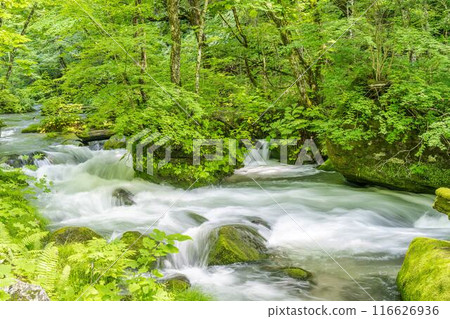 Summer Oirase Gorge, Ishigedo Rapids, Towada City, Aomori Prefecture 116626936