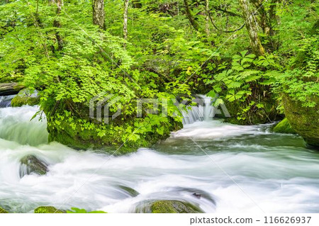 青森縣十和田市石角之莊夏季的奧入瀨溪流 116626937