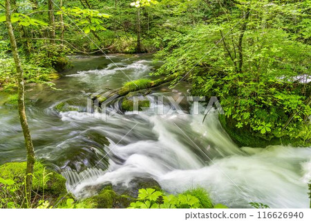 Summer Oirase Gorge, Ishigedo Rapids, Towada City, Aomori Prefecture Summer Oirase Gorge, Ishigedo Rapids, Towada City, Aomori Prefecture 116626940