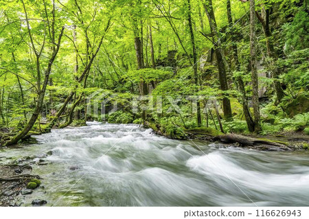 Oirase Gorge in Summer: The flow of the Oirase River, Towada City, Aomori Prefecture Oirase Gorge in Summer: The flow of the Oirase River, Towada City, Aomori Prefecture 116626943