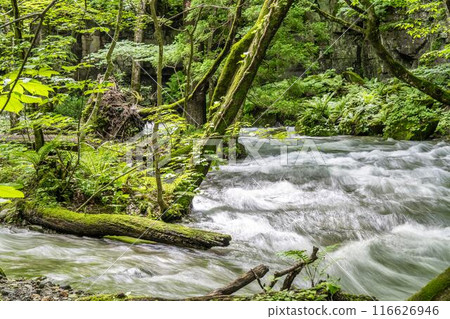 Oirase Gorge in Summer: The flow of the Oirase River, Towada City, Aomori Prefecture 116626946